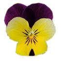 Afbeelding van Viola P9 kleinbloemig Yellow purple wing